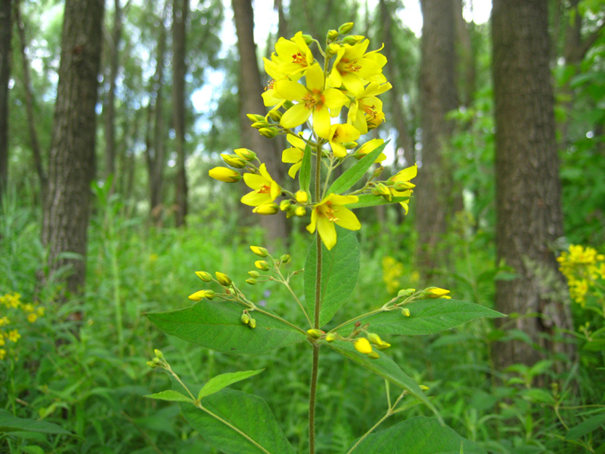 Yellow loosestrife — Photographs 1
