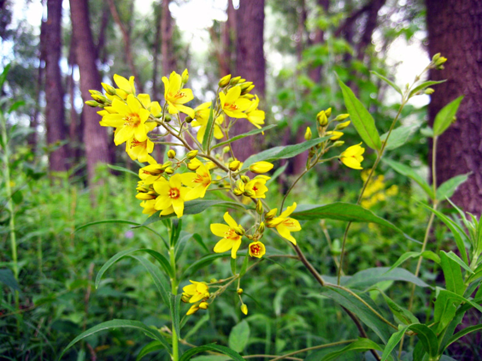 Yellow loosestrife — Photographs 2