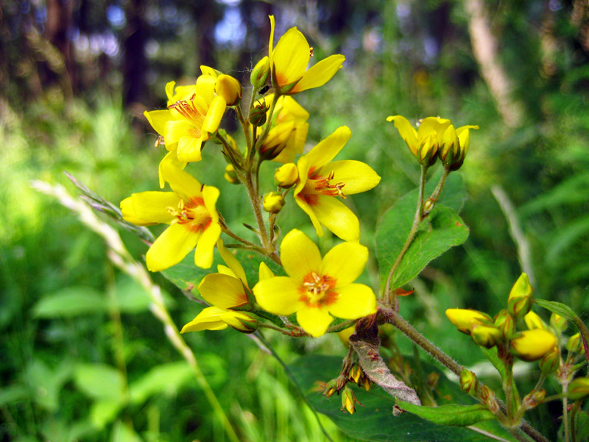 Yellow loosestrife — Photographs 3