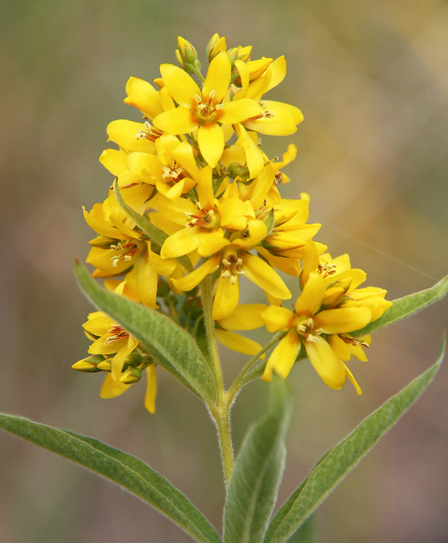 Yellow loosestrife — Photographs 4