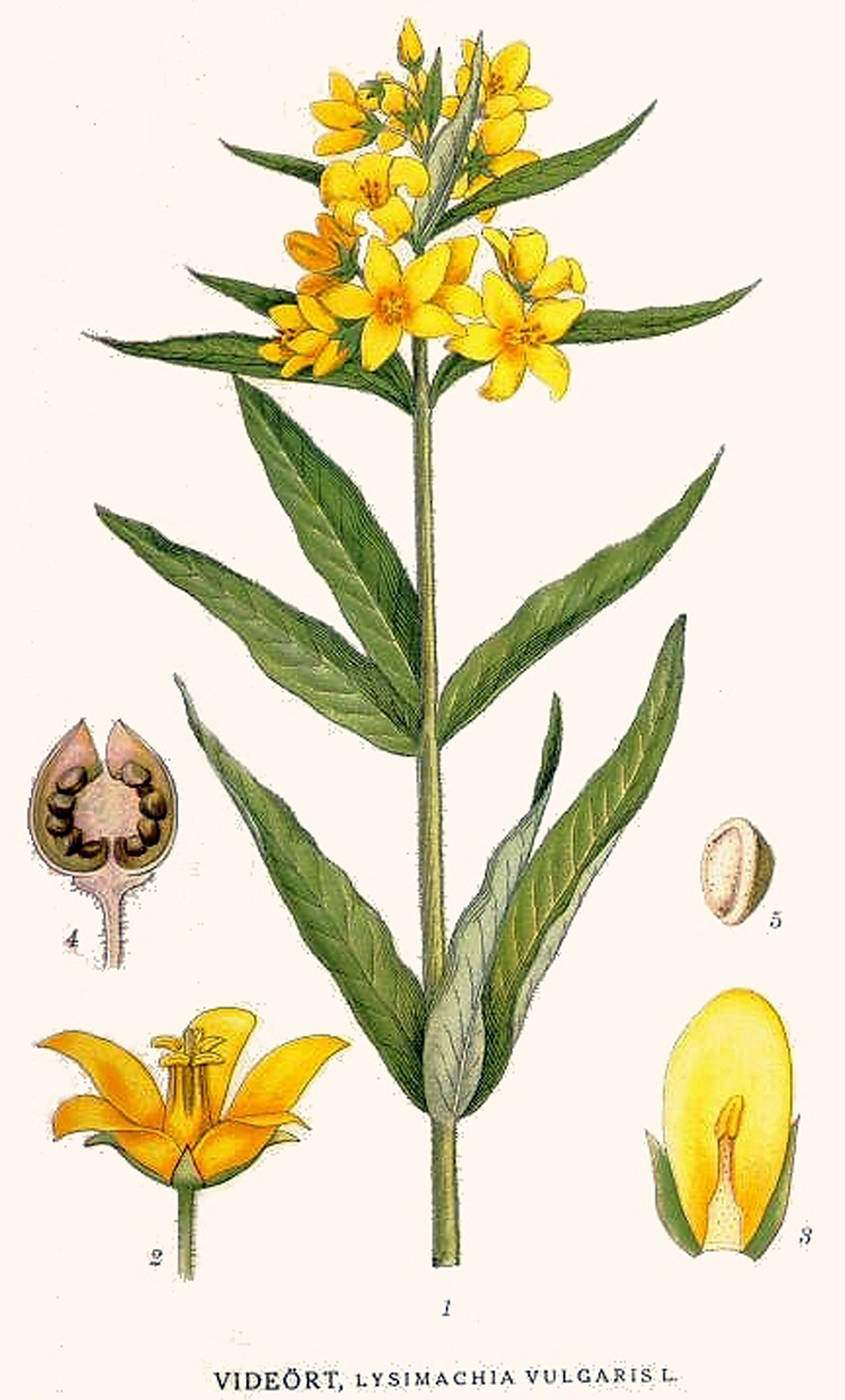 Yellow loosestrife — Photographs 5