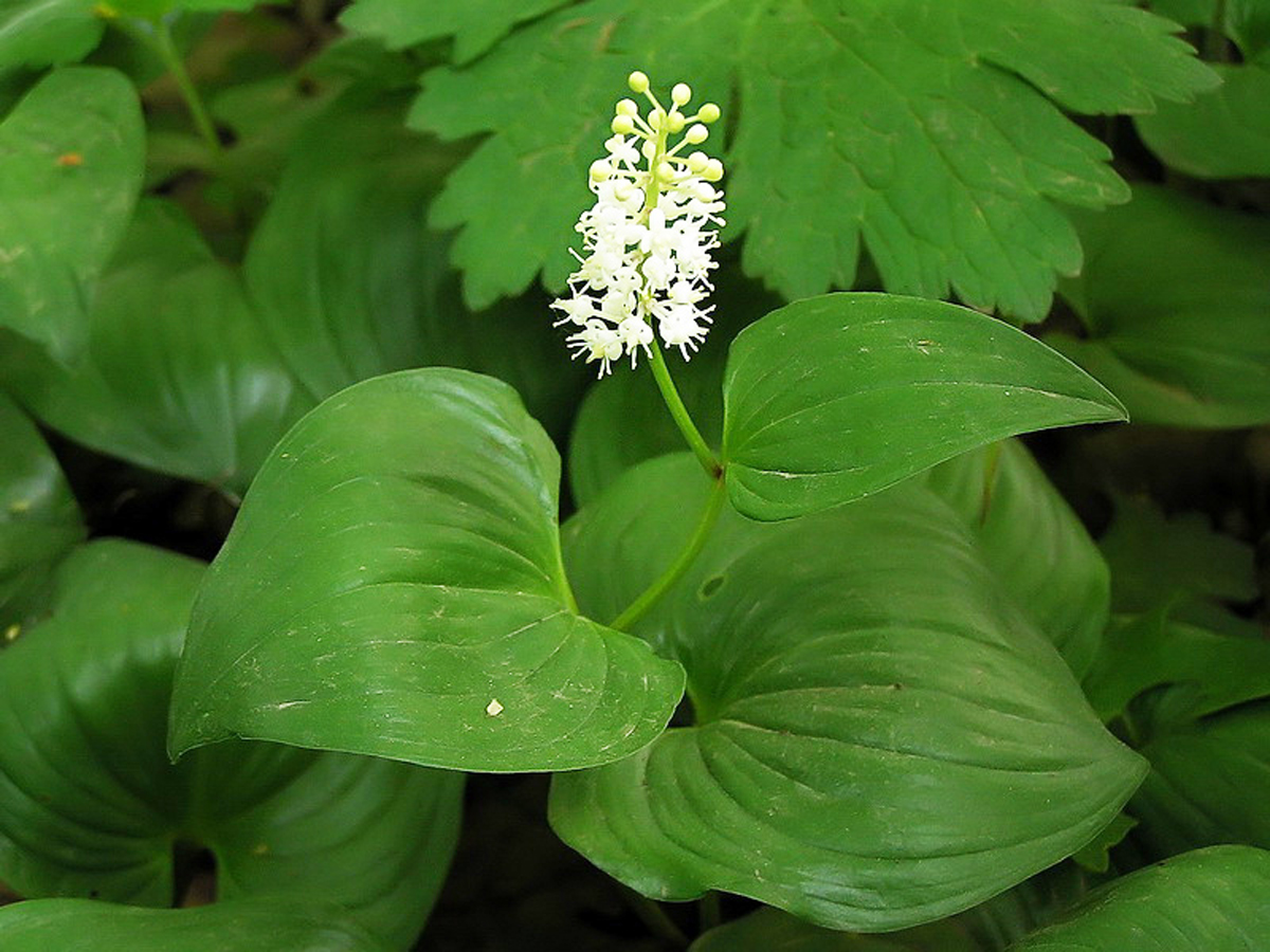 False lily of the valley — Photographs 1