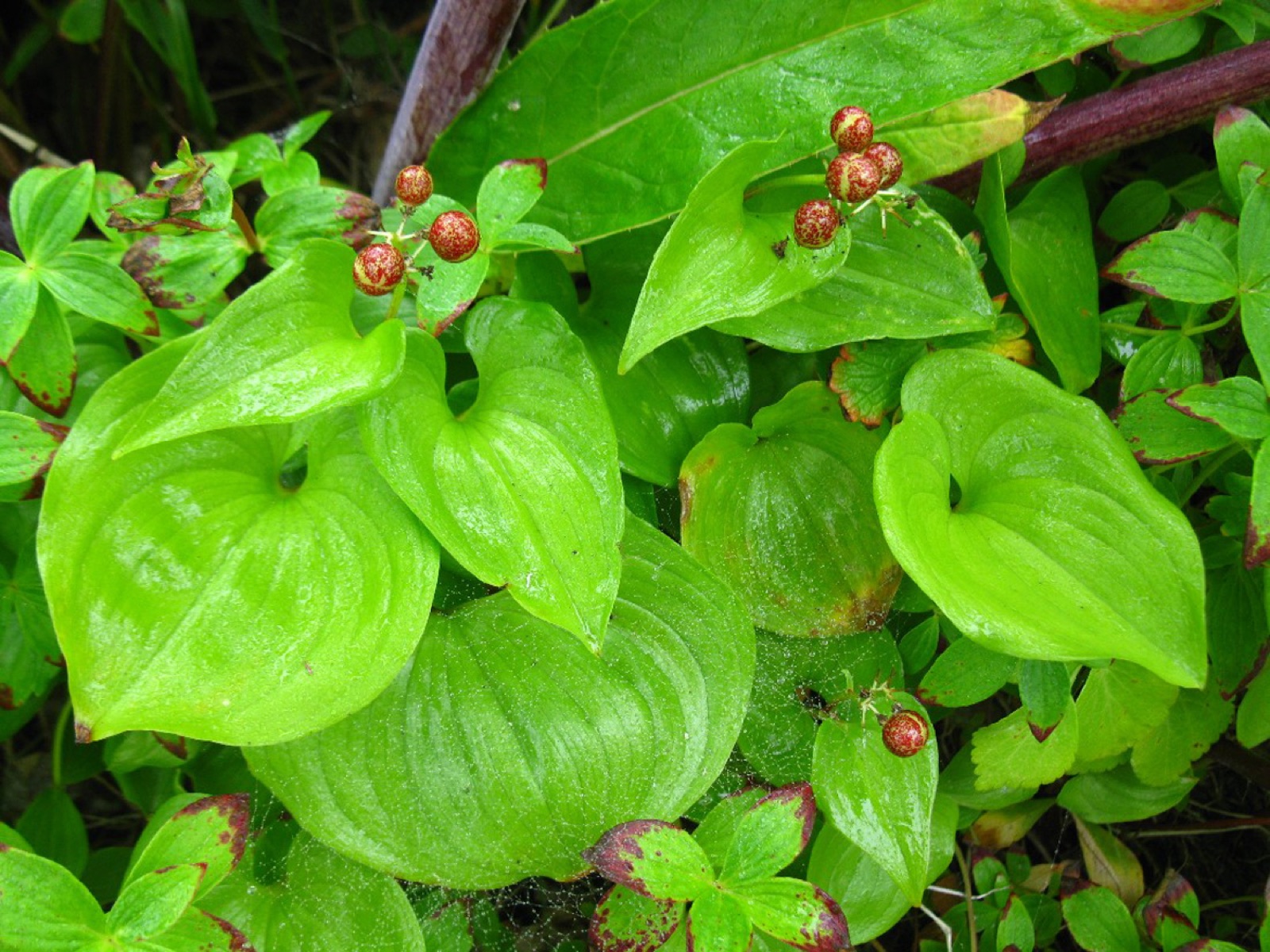 False lily of the valley — Photographs 2