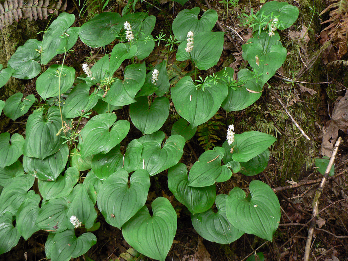 False lily of the valley — Photographs 3