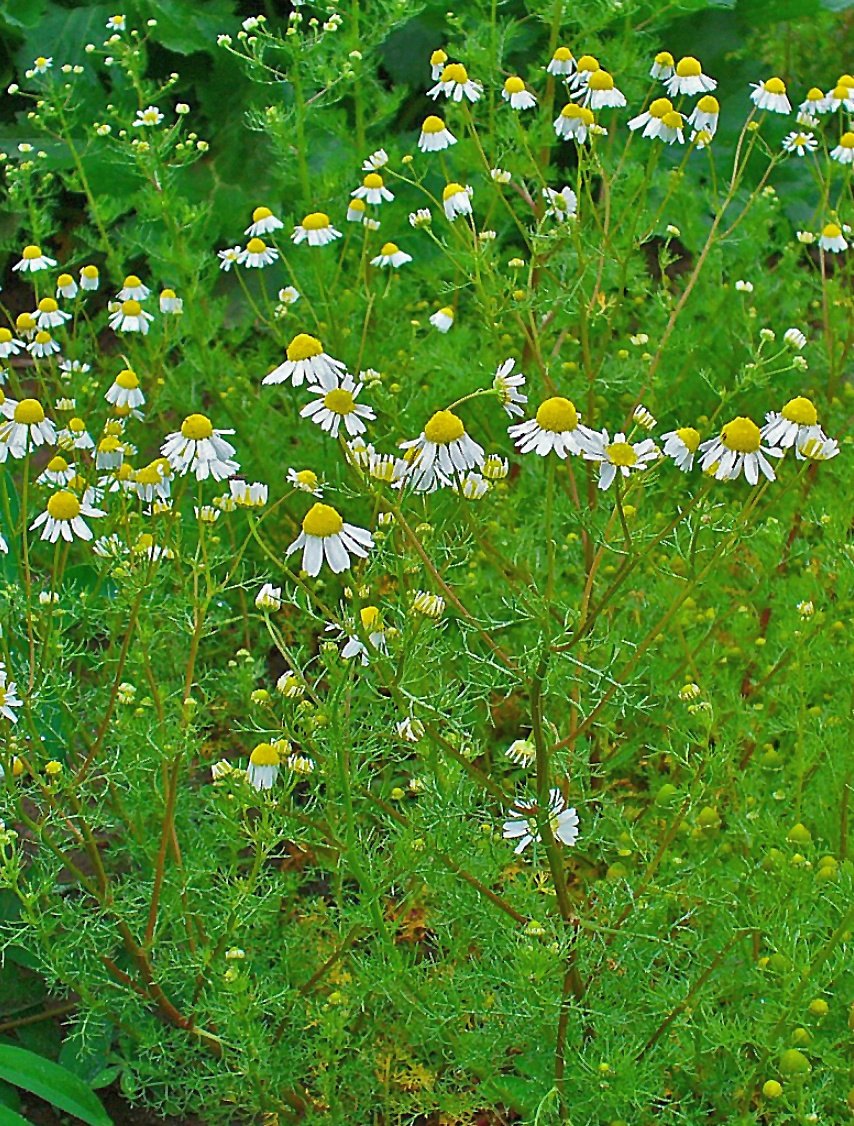 Chamomile — Photographs 1