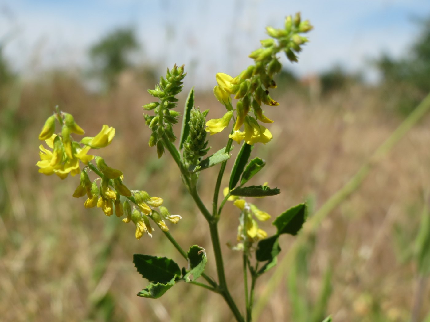 Sweet yellow clover — Photographs 1