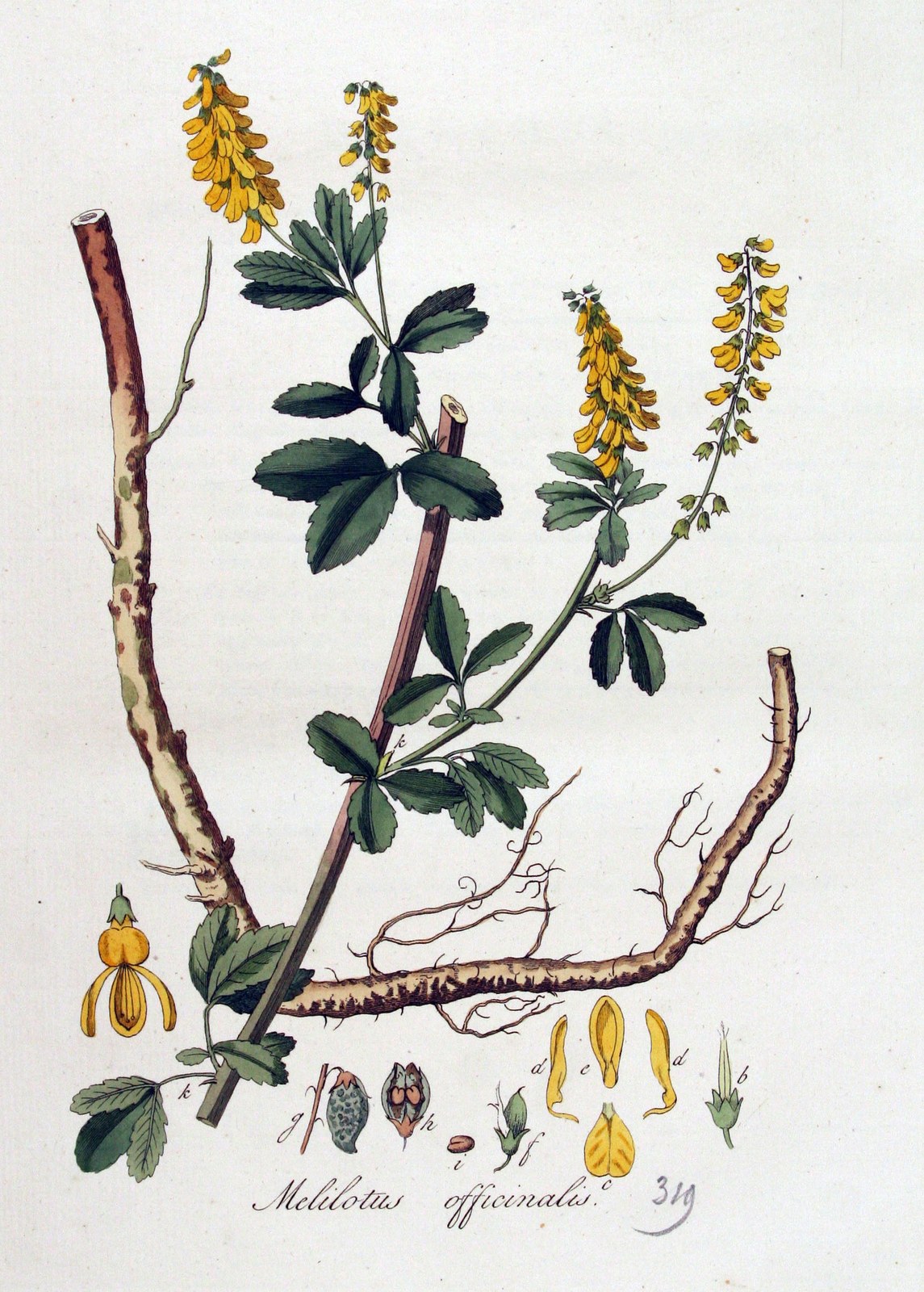 Sweet yellow clover — Photographs 2