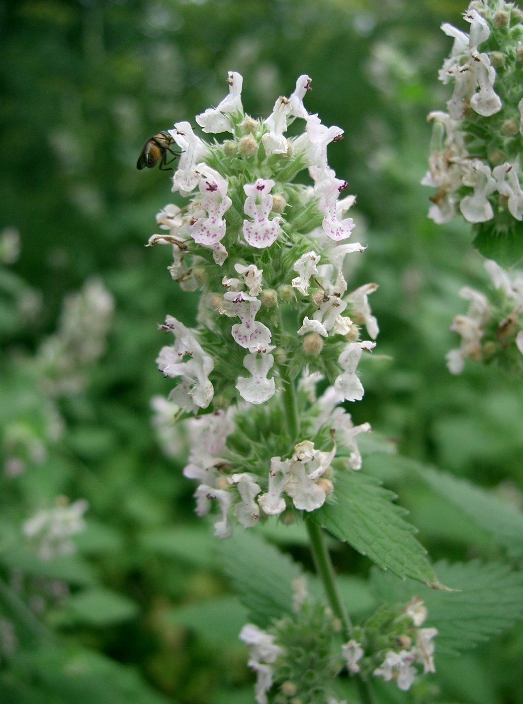 Catnip — Photographs 1