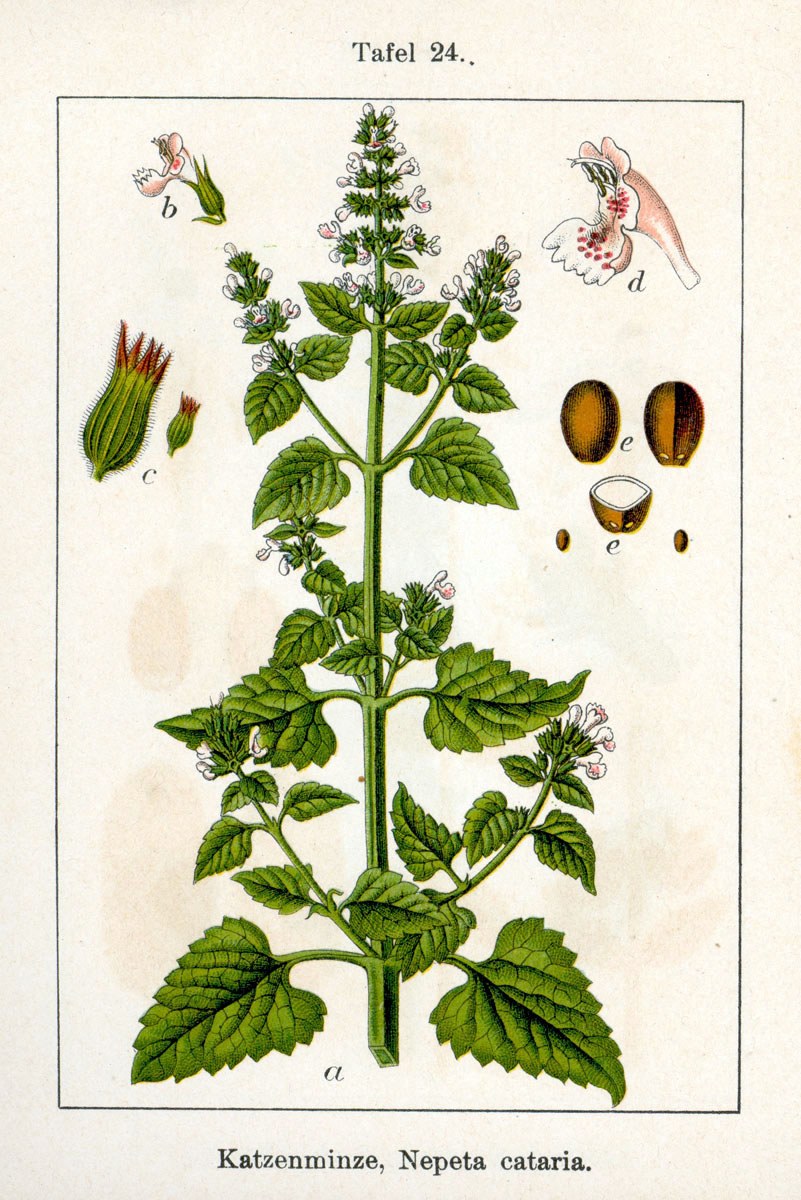 Catnip — Photographs 2