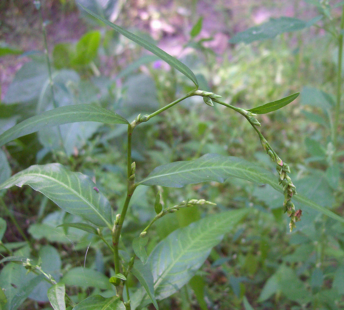 Marshpepper smartweed — Photographs 1
