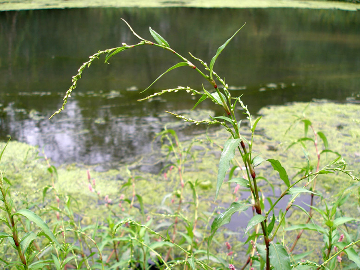 Marshpepper smartweed — Photographs 2