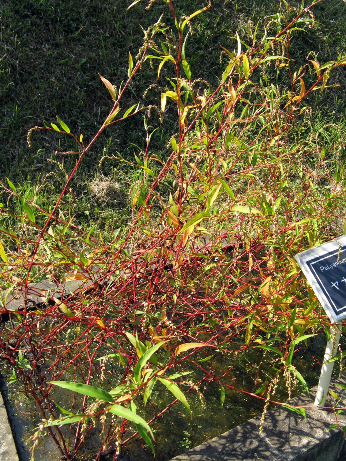 Marshpepper smartweed — Photographs 3