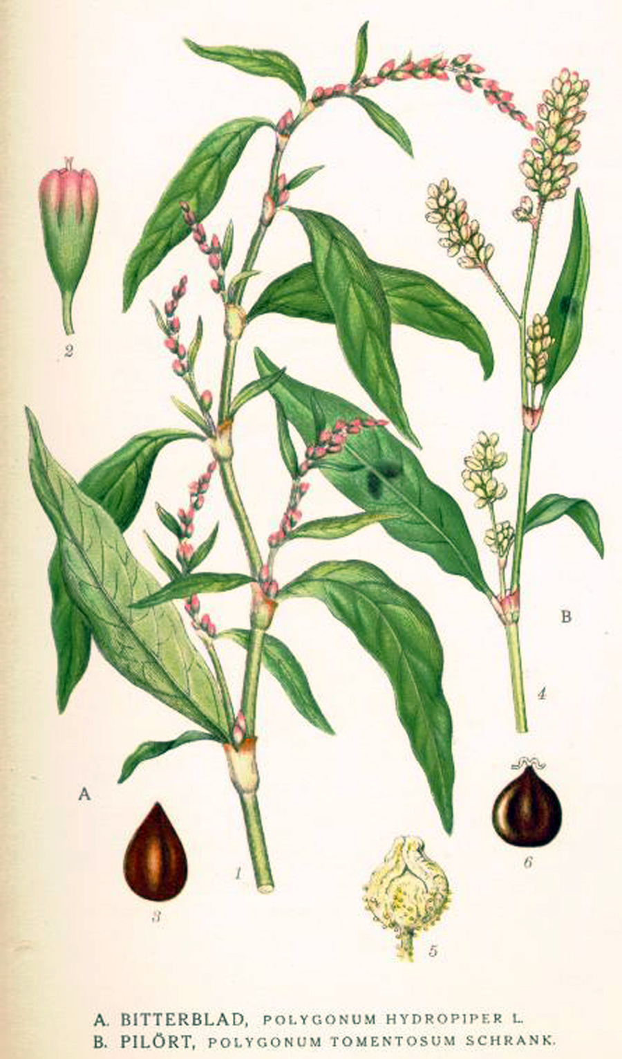 Marshpepper smartweed — Photographs 4