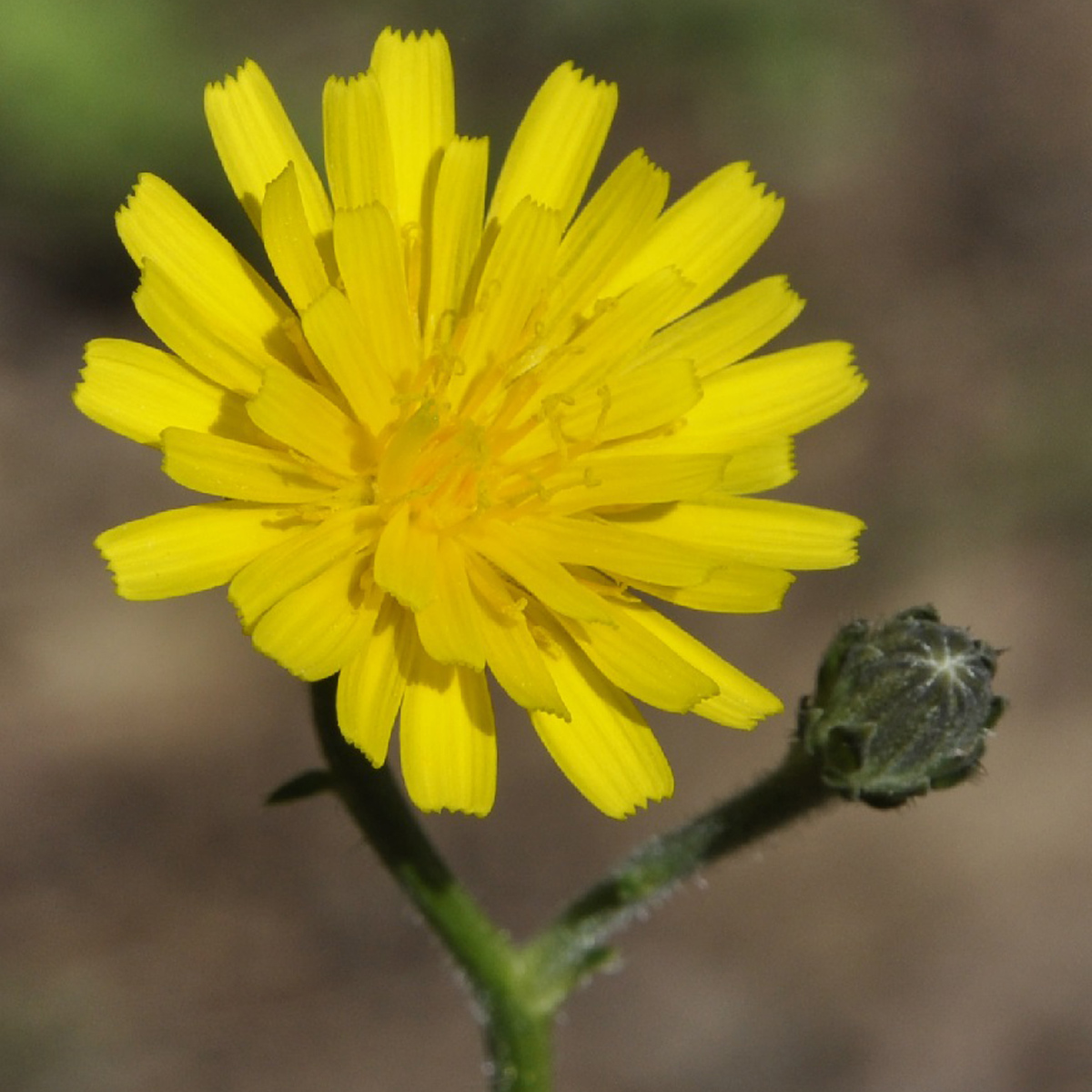 Hawkweed oxtongue — Photographs 1