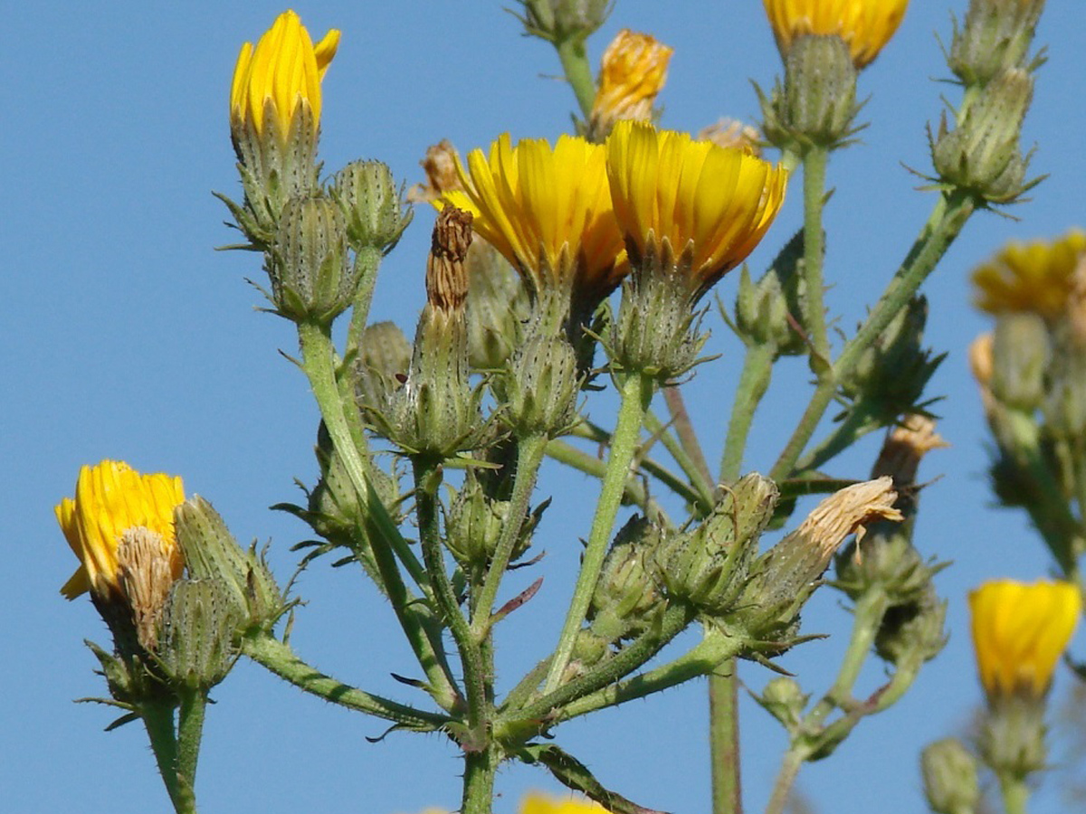Hawkweed oxtongue — Photographs 2