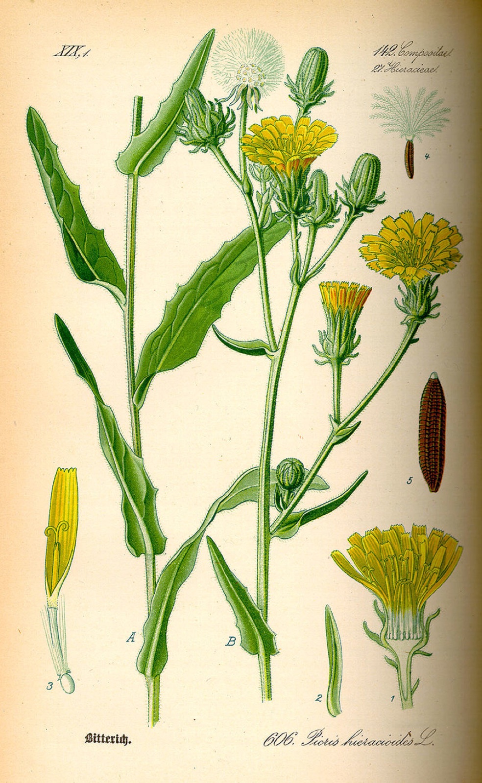 Hawkweed oxtongue — Photographs 3