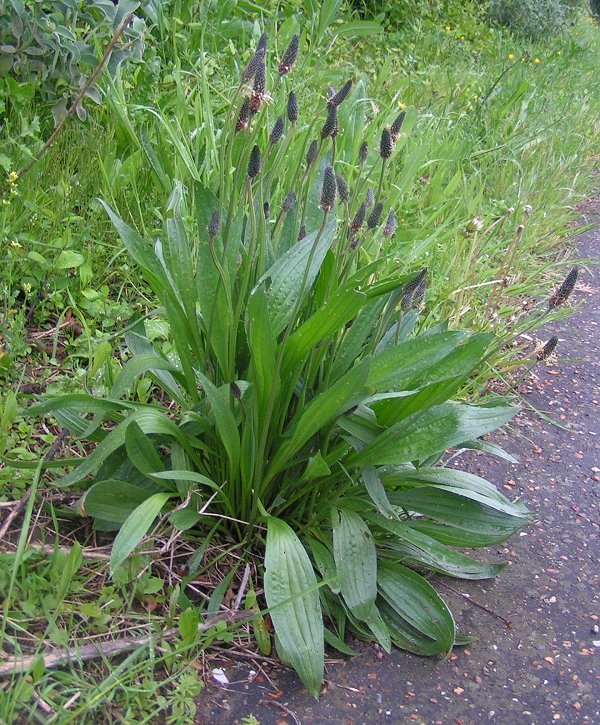 Spitzwegerich — Fotos 1