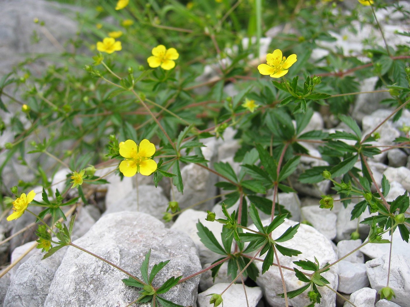Erect cinquefoil — Photographs 1