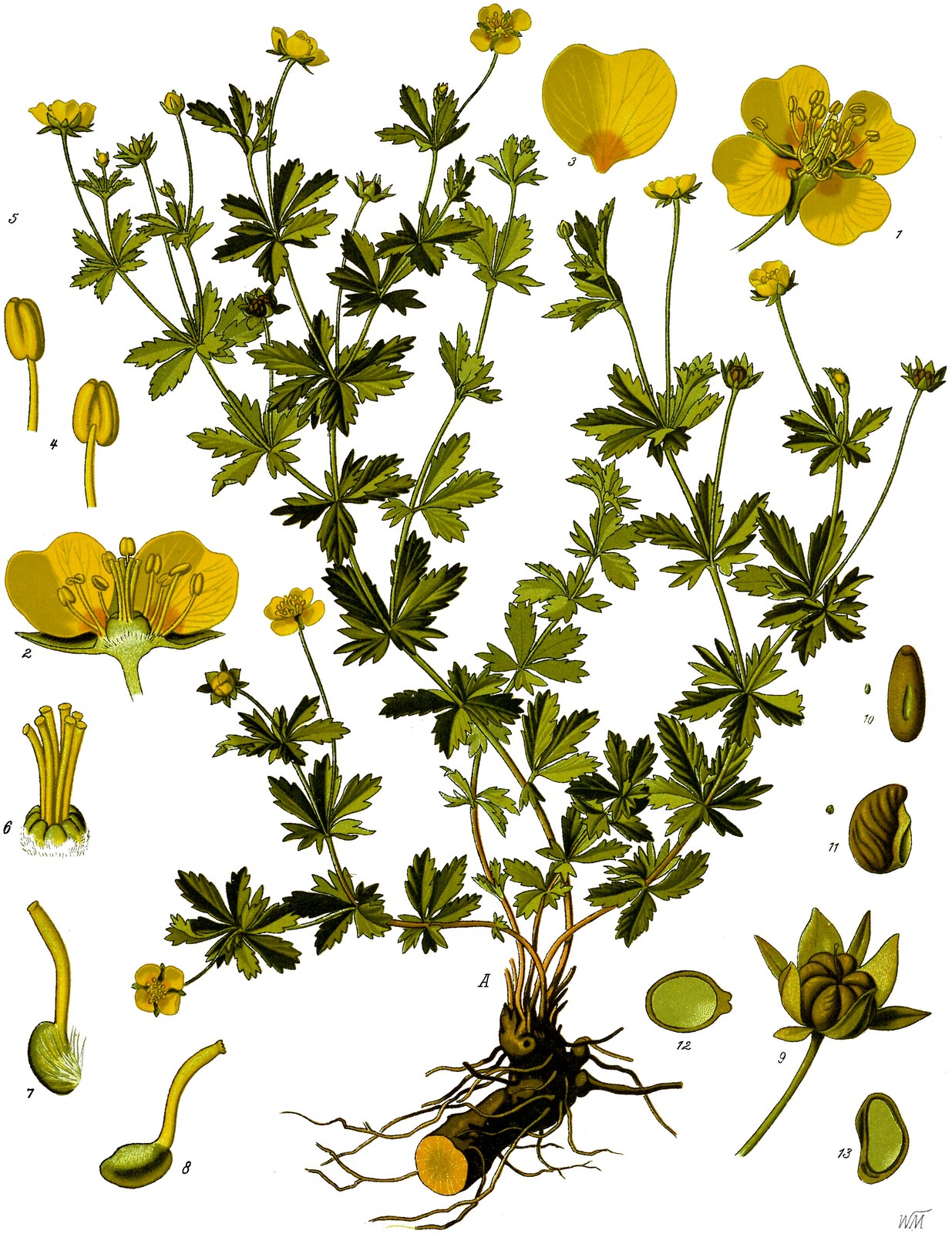 Erect cinquefoil — Photographs 2