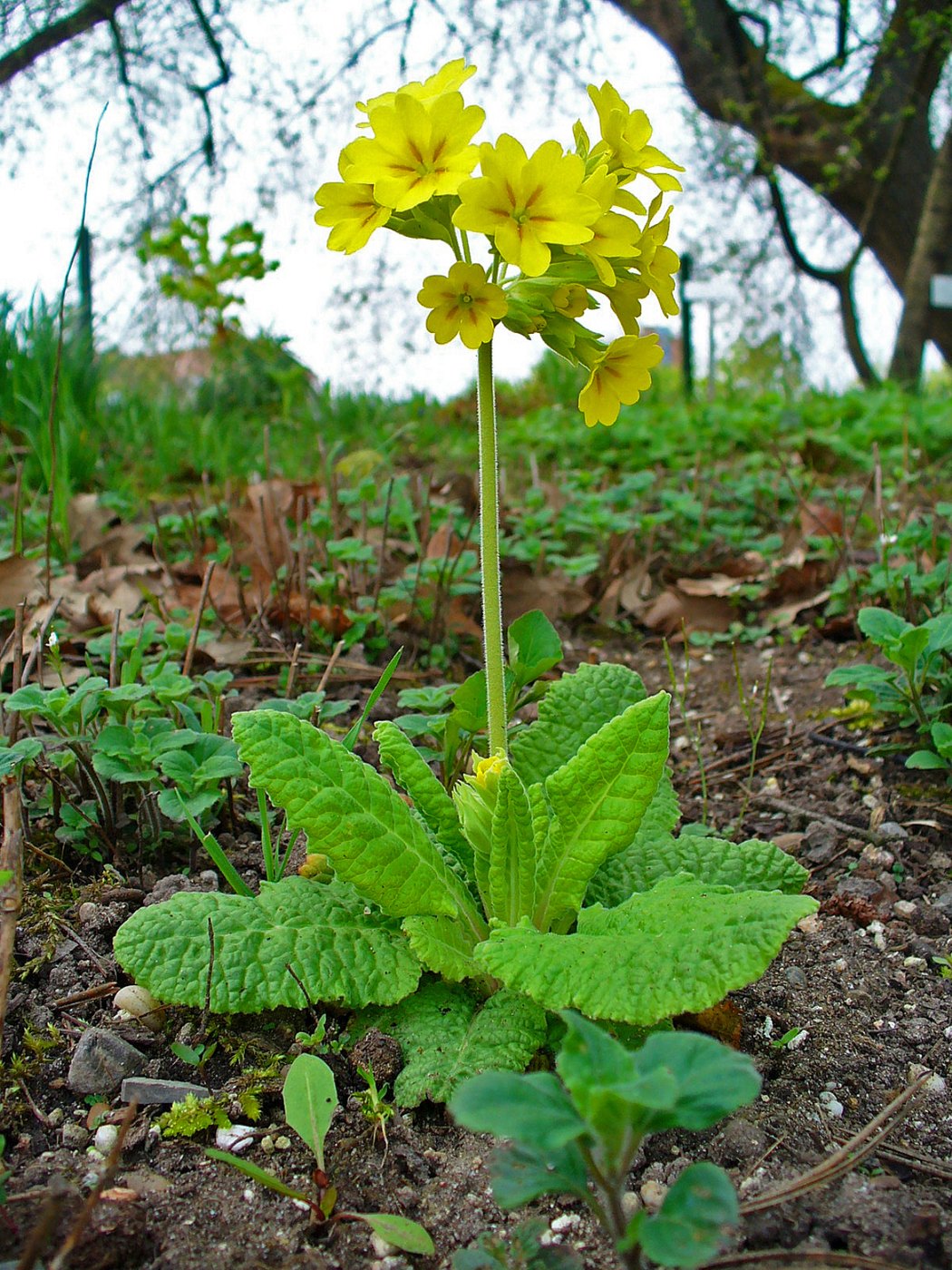 Cowslip — Photographs 1