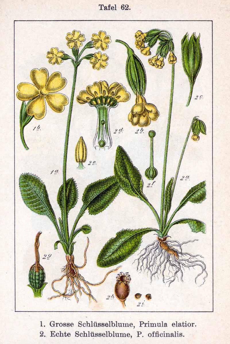 Cowslip — Photographs 2