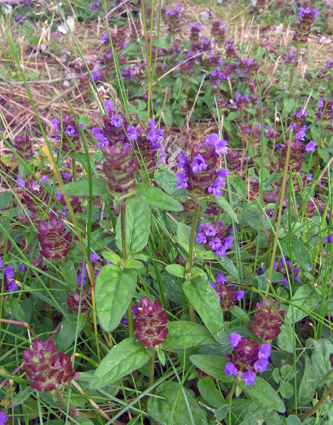 Common self-heal — Photographs 1