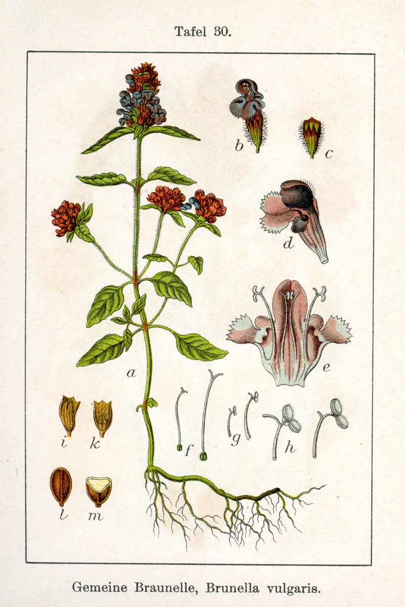 Common self-heal — Photographs 2
