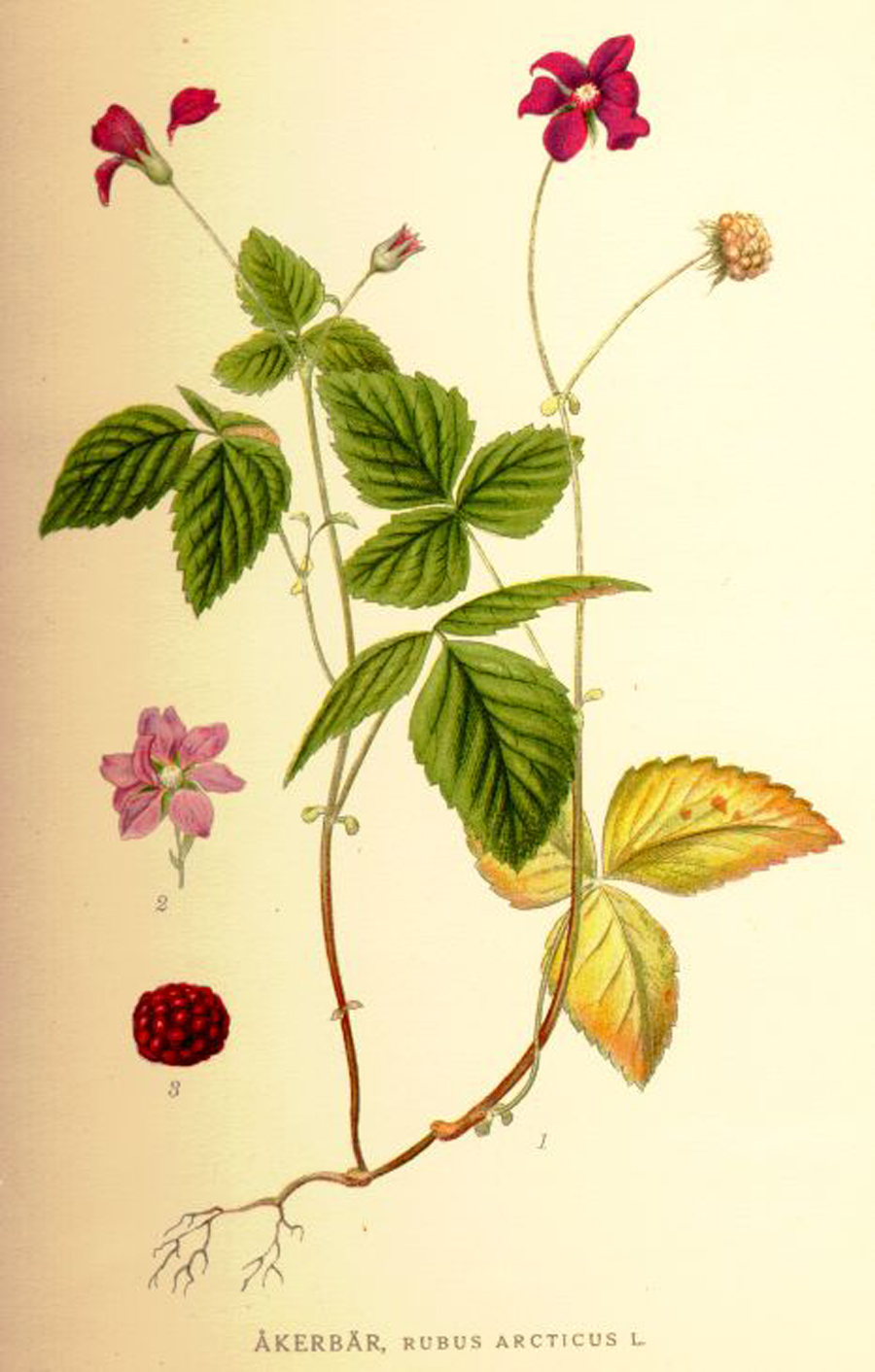 Allackerbeere — Fotos 4