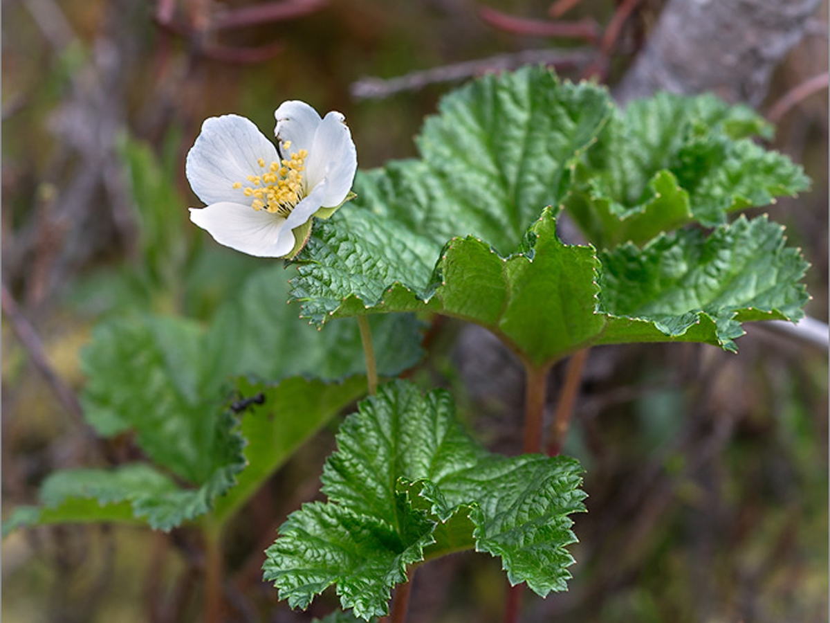 Cloudberry — Photographs 1