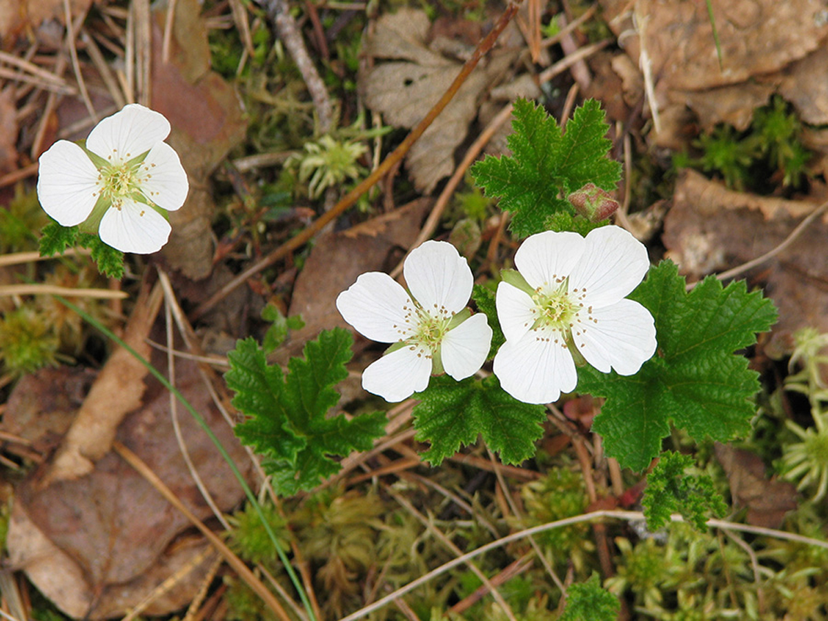 Cloudberry — Photographs 2