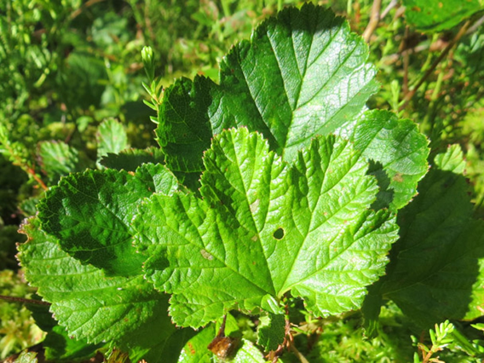 Cloudberry — Photographs 3