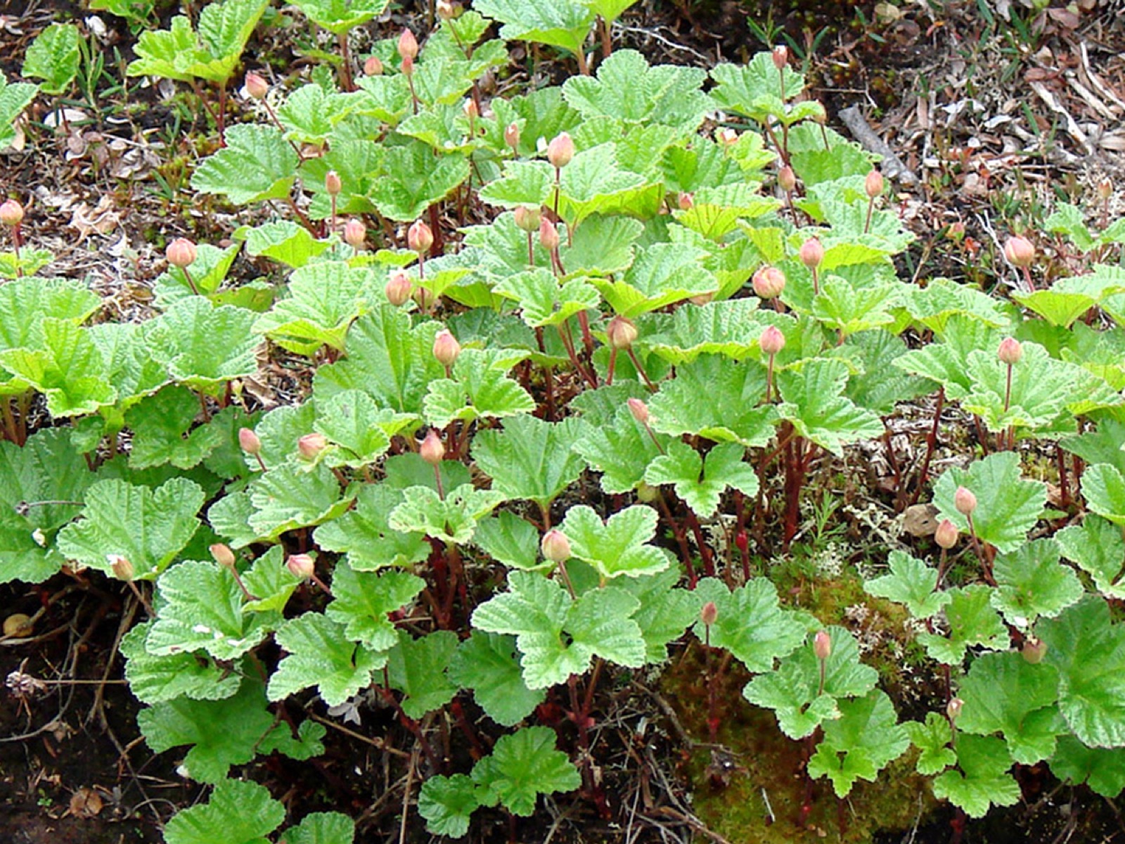 Cloudberry — Photographs 5