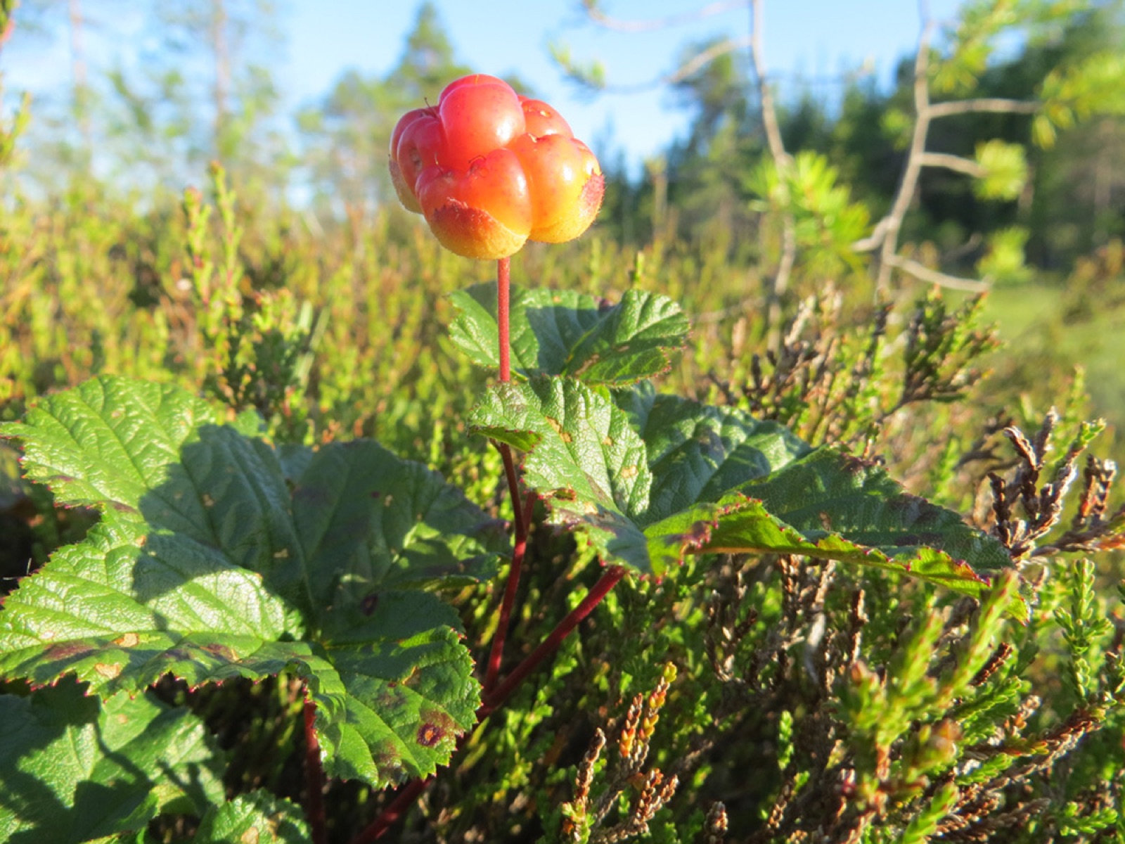 Cloudberry — Photographs 4