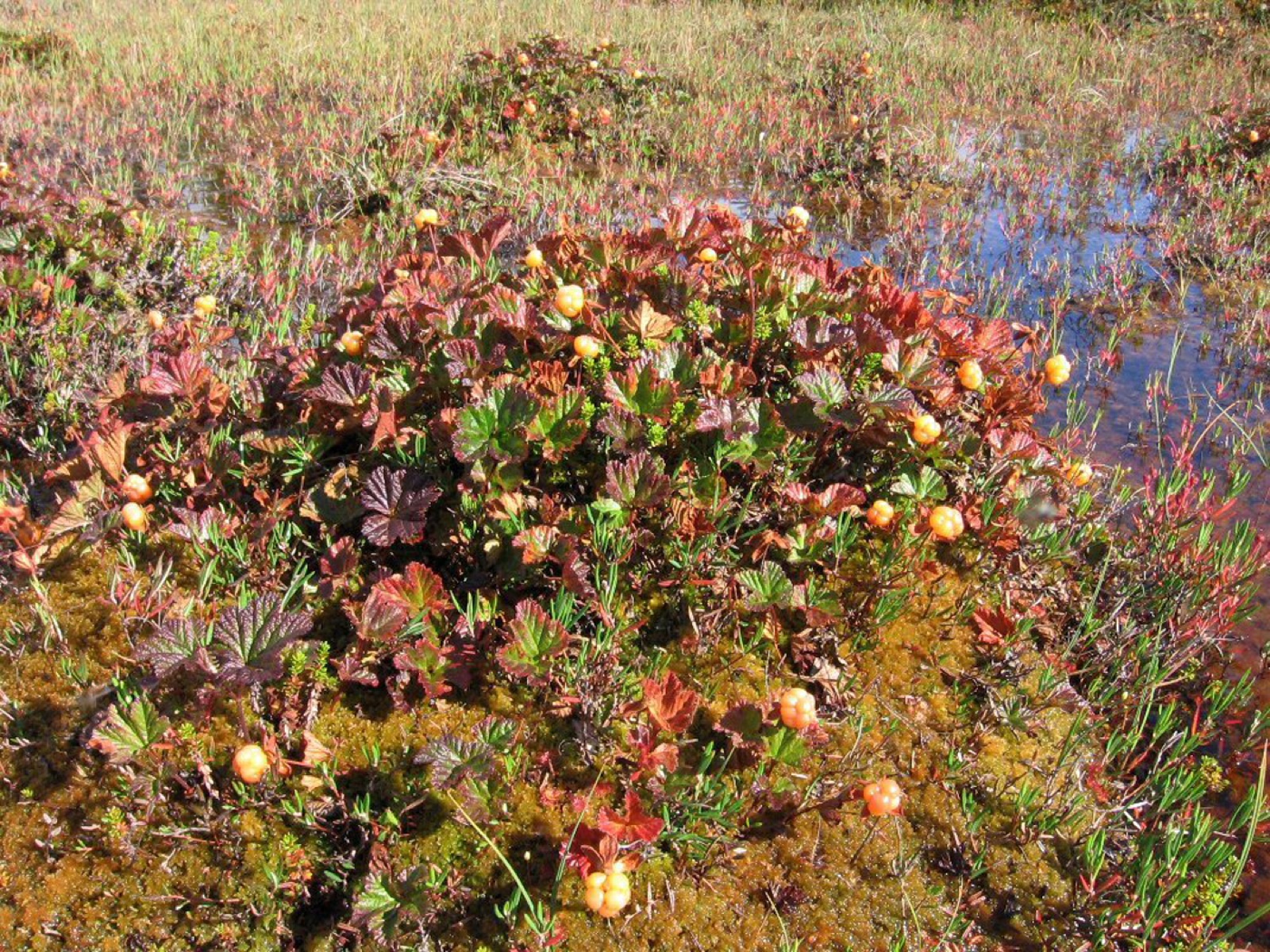 Cloudberry — Photographs 6