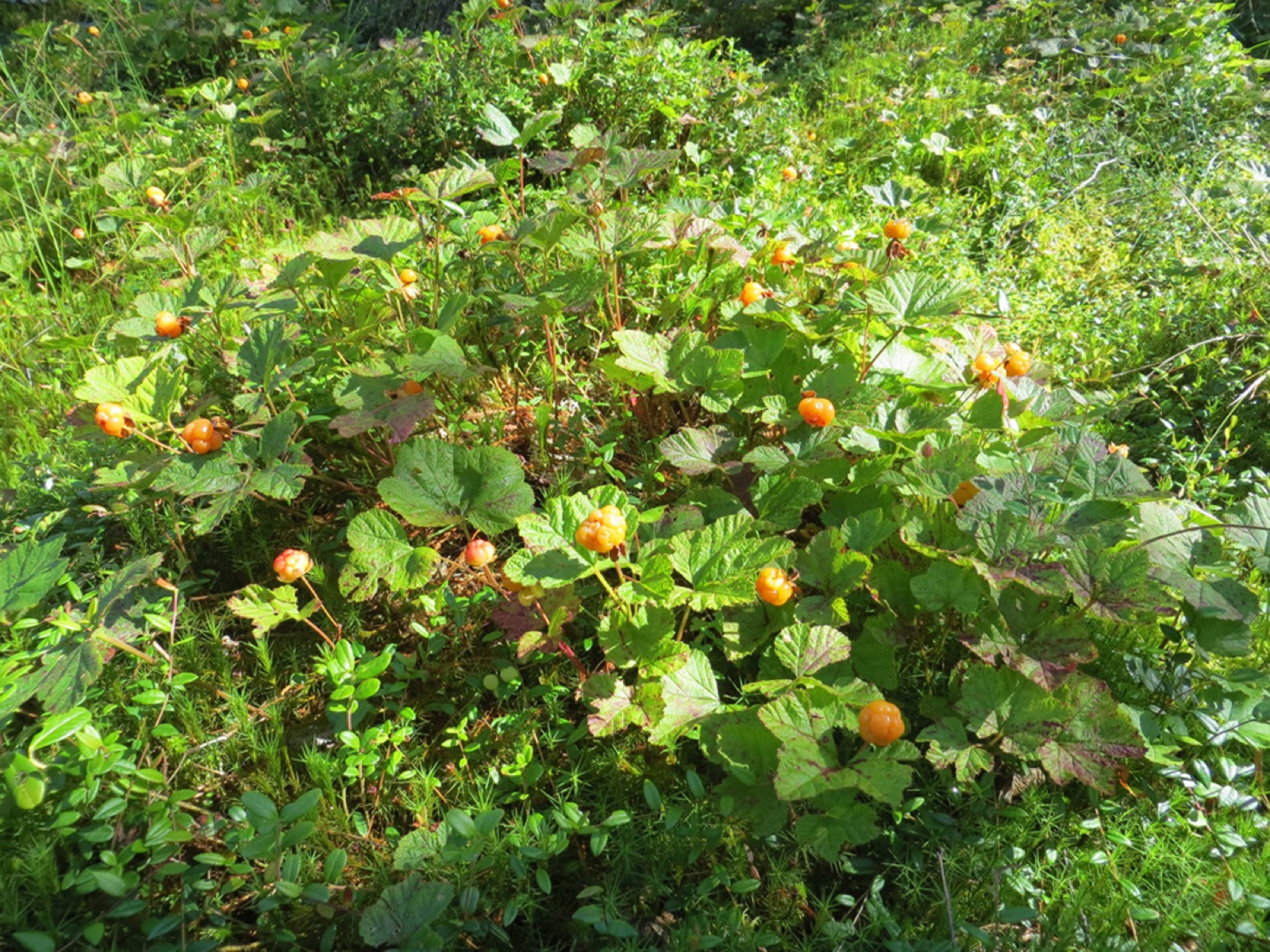 Cloudberry — Photographs 7