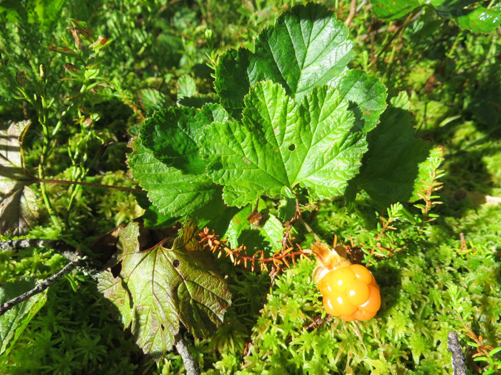 Cloudberry — Photographs 8