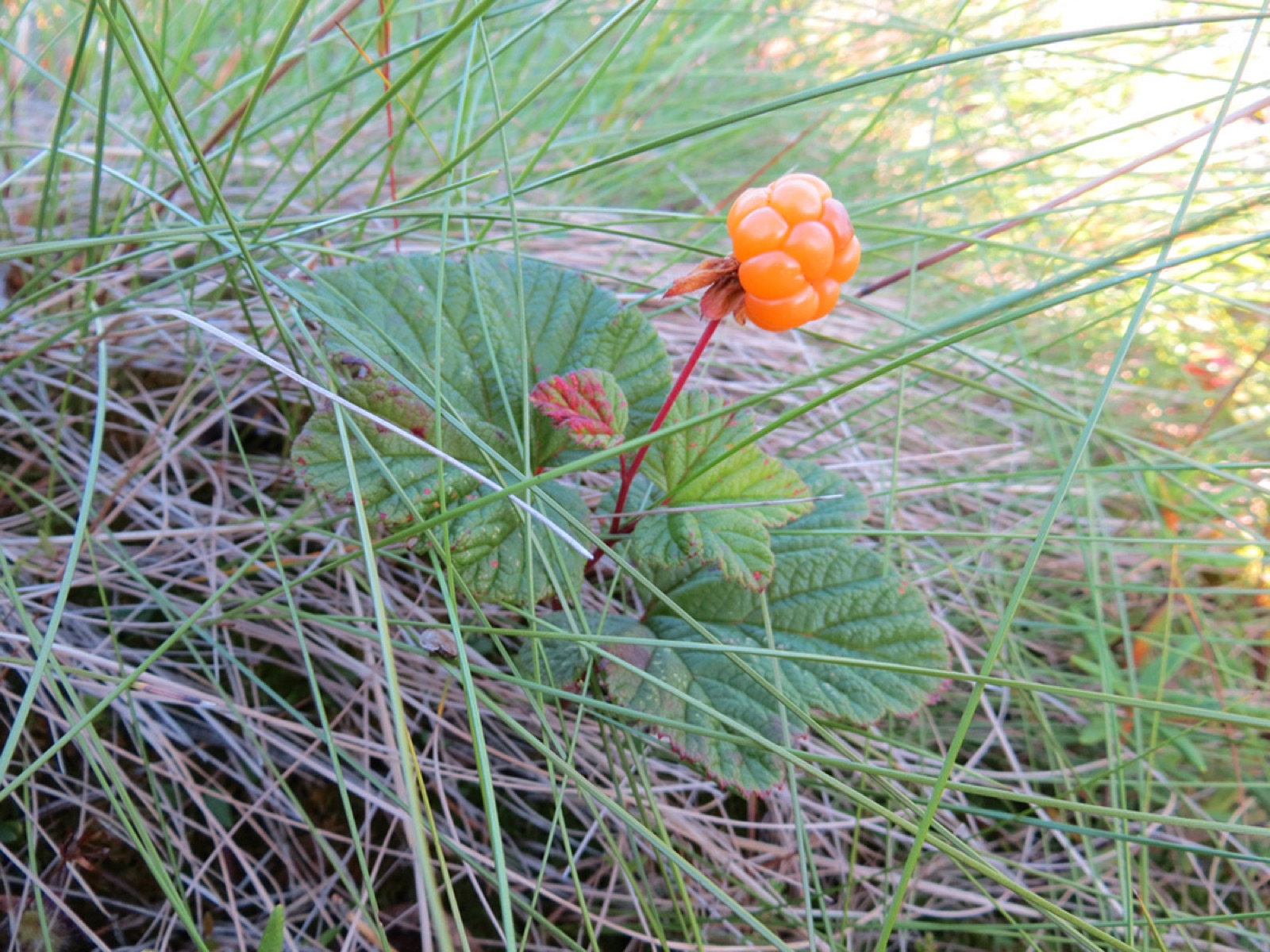 Cloudberry — Photographs 9