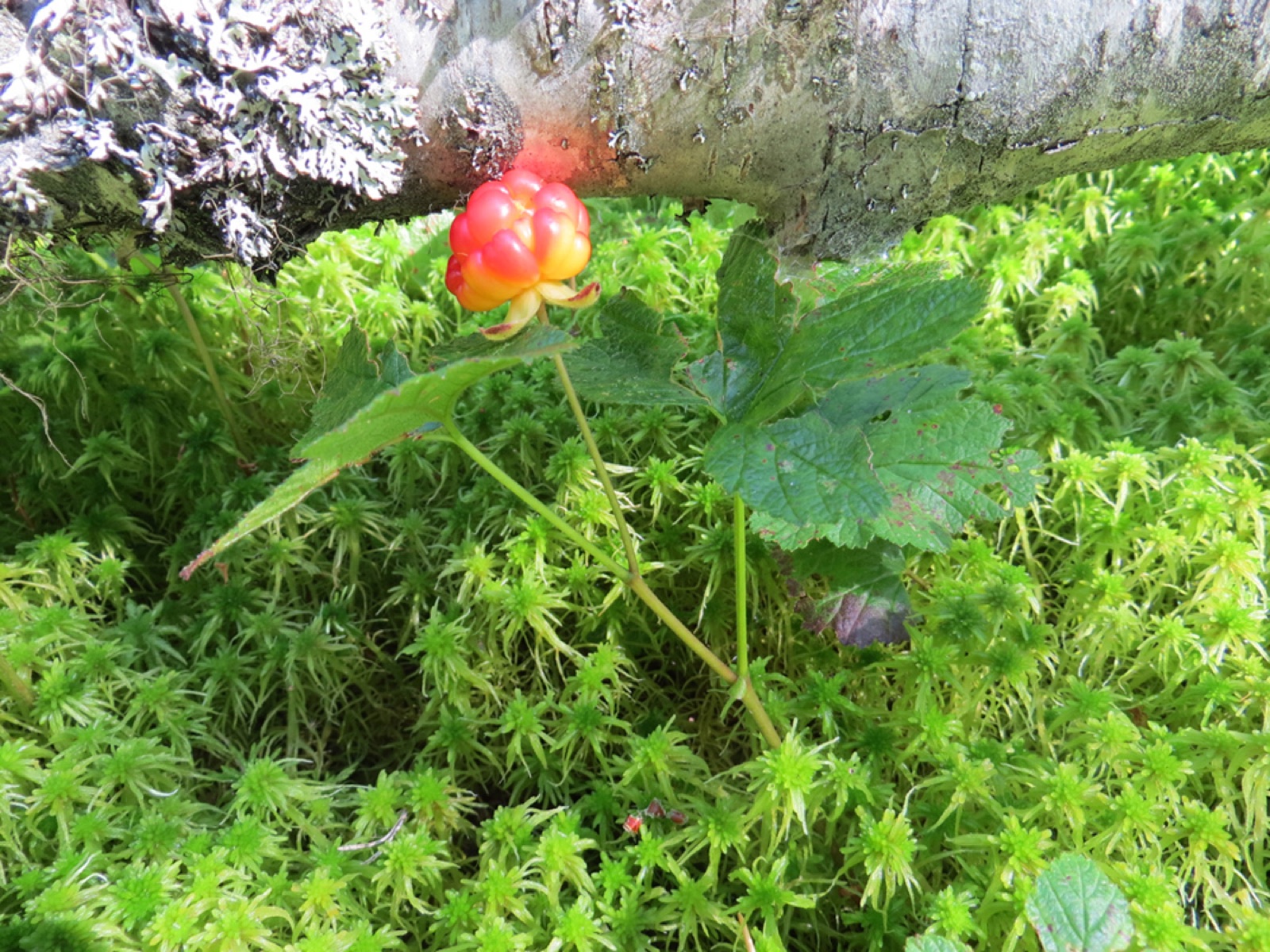 Cloudberry — Photographs 10