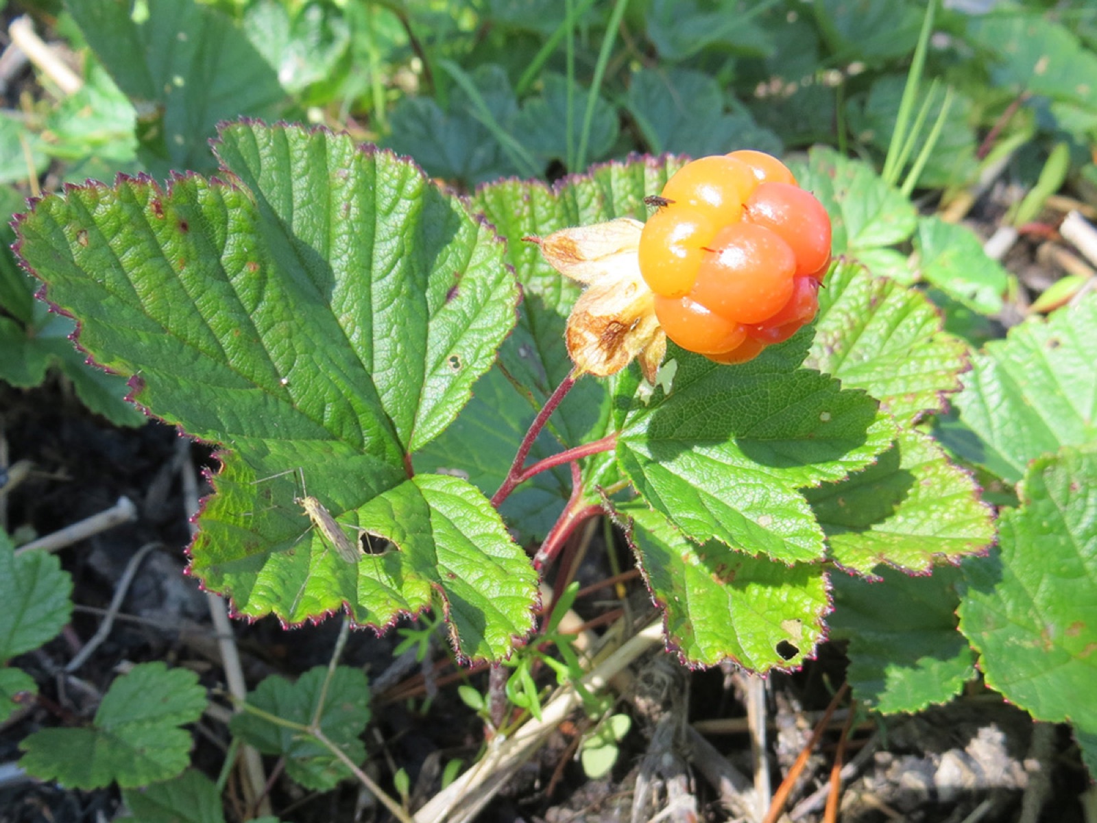 Cloudberry — Photographs 11