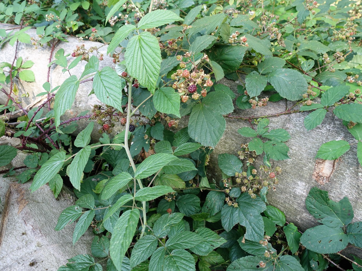 Brombeere — Fotos 1