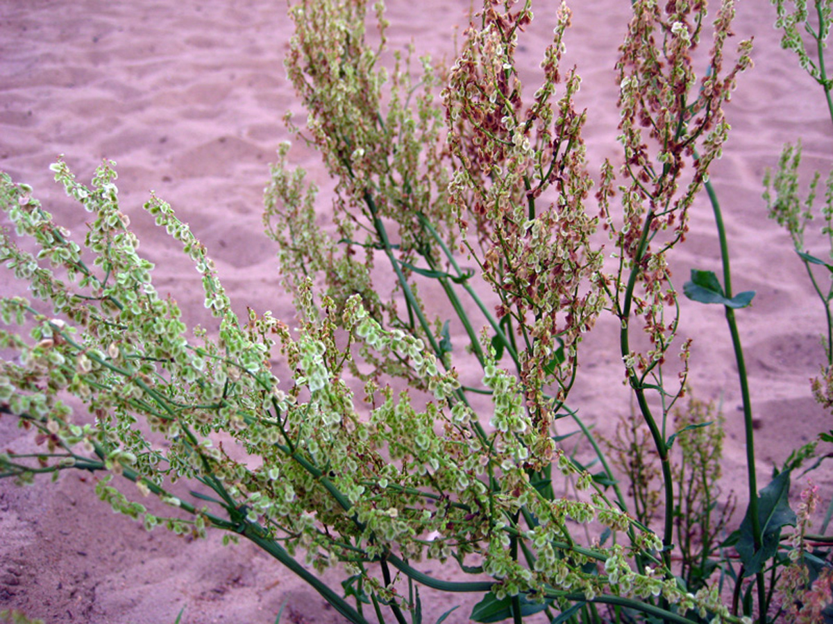 Sorrel — Photographs 2