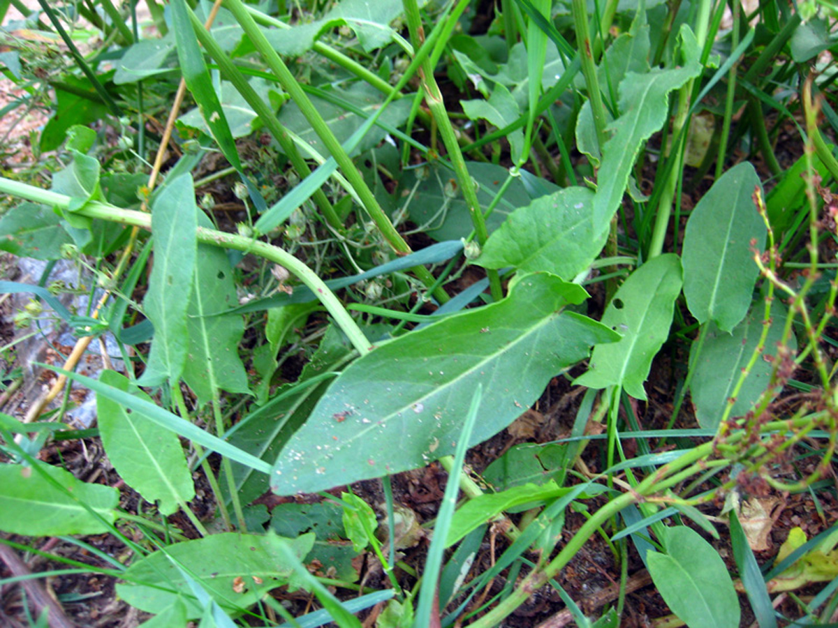 Sorrel — Photographs 3
