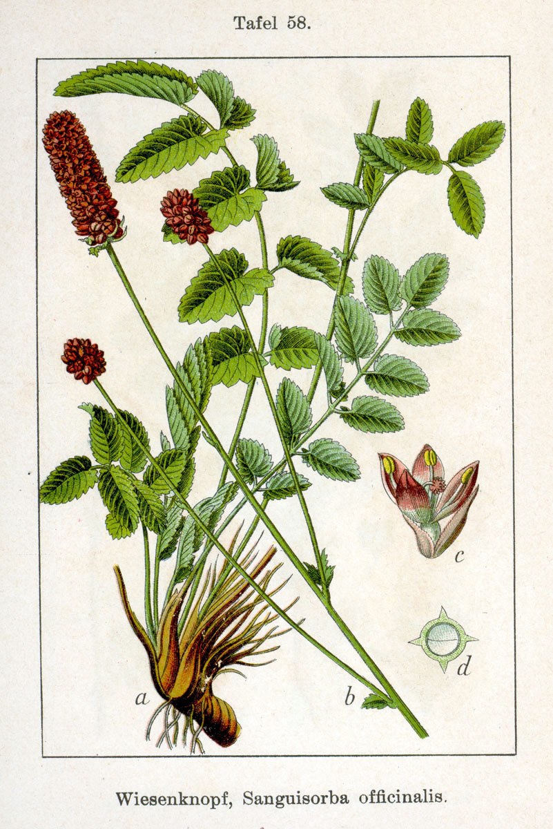 Great burnet — Photographs 2