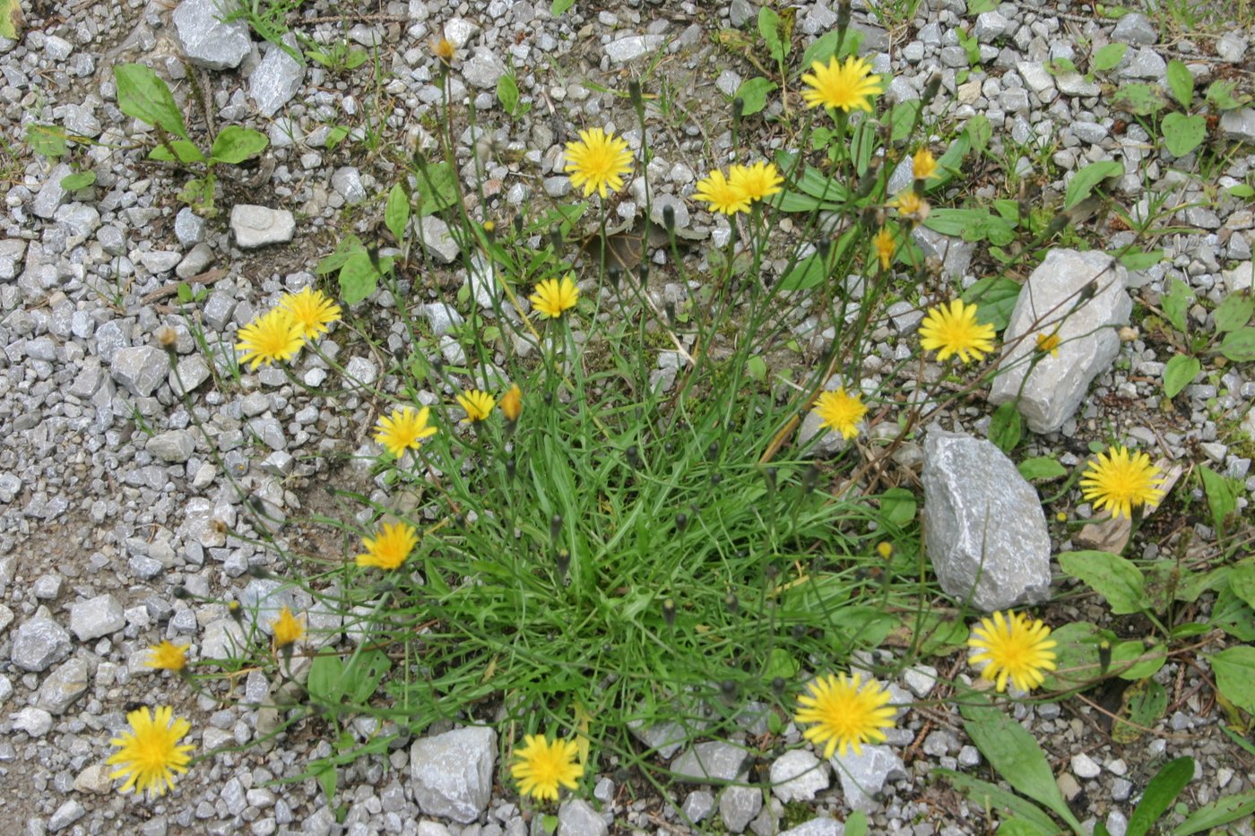 Autumn hawkbit — Photographs 1