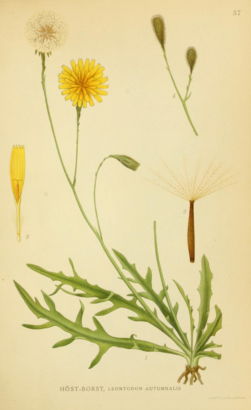 Autumn hawkbit — Photographs 2