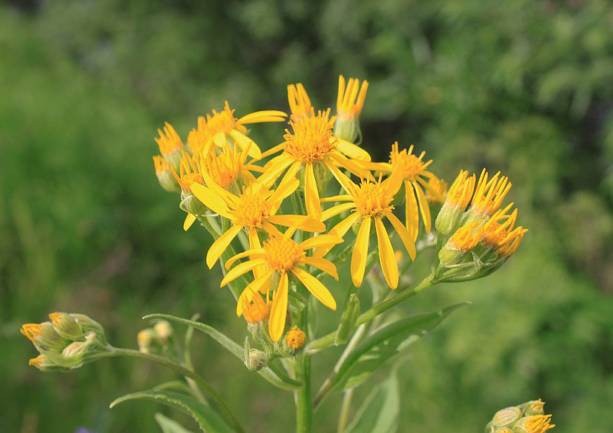 Broad-leaved ragwort — Photographs 1