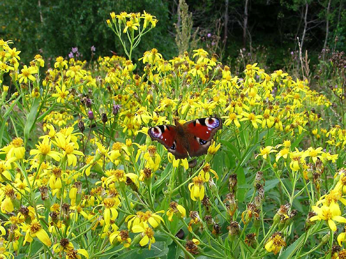 Broad-leaved ragwort — Photographs 2