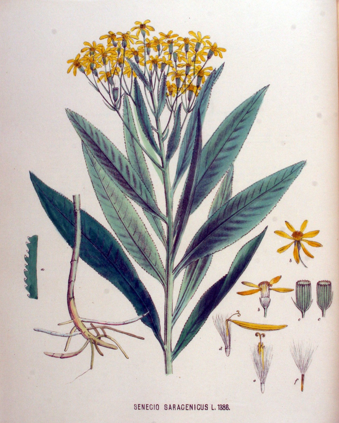 Broad-leaved ragwort — Photographs 3
