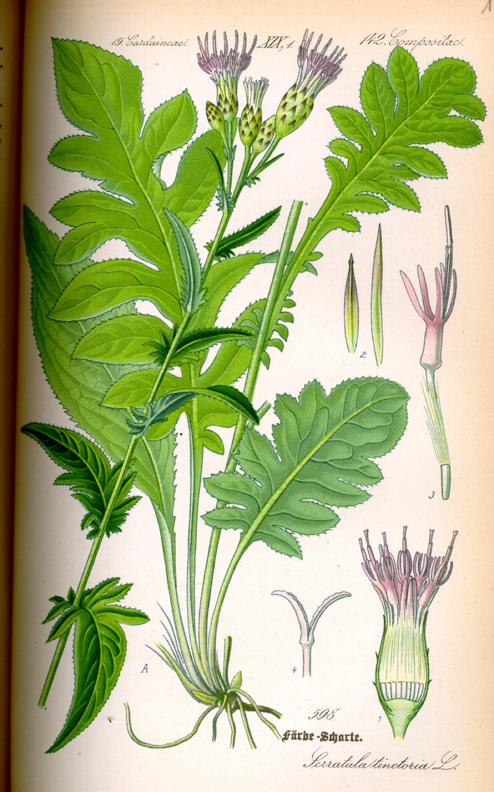 Dyer's plumeless saw-wort — Photographs 4