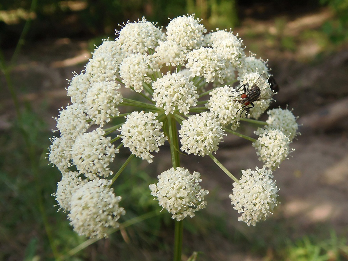 Moon Carrot — Photographs 1